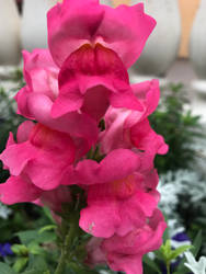 Pink Gladiolus