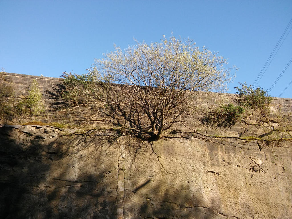 hanging vines