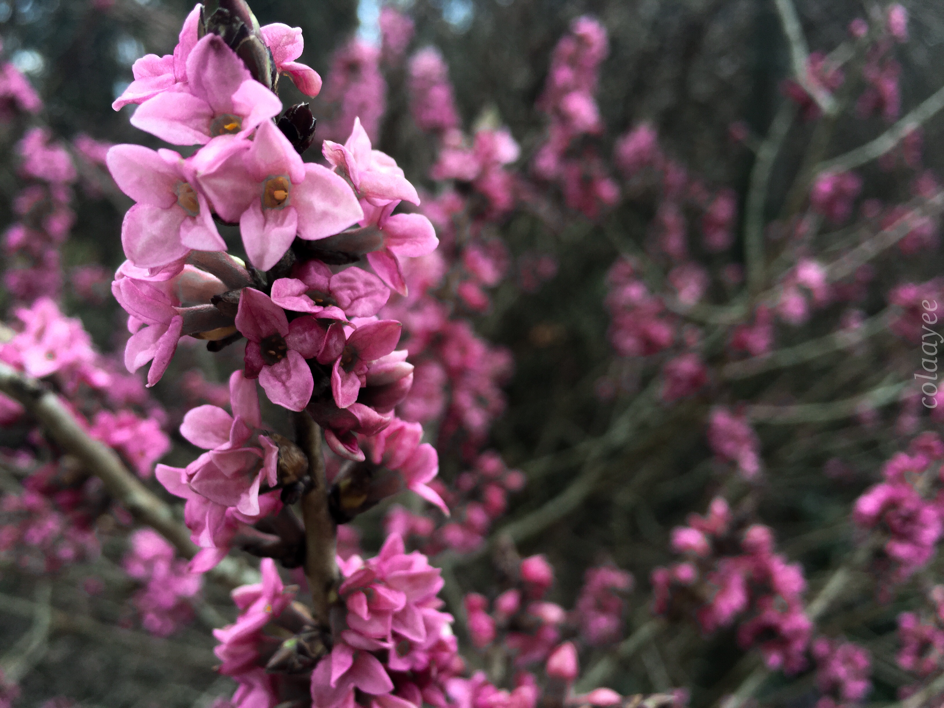 First Sign Os Spring the first signs of spring by colaayee on DeviantArt