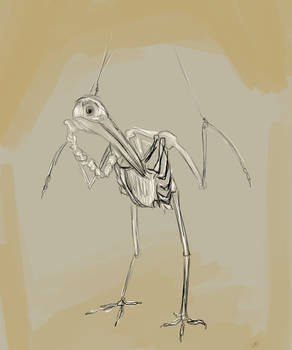 Stork Skeleton