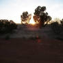 'Bush' Sunrise