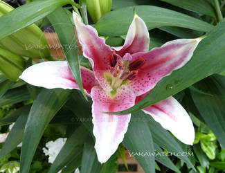 Lys-flower-nature