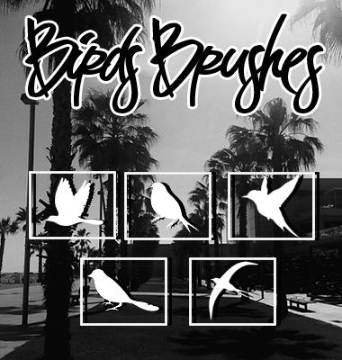 +Birds Brushes