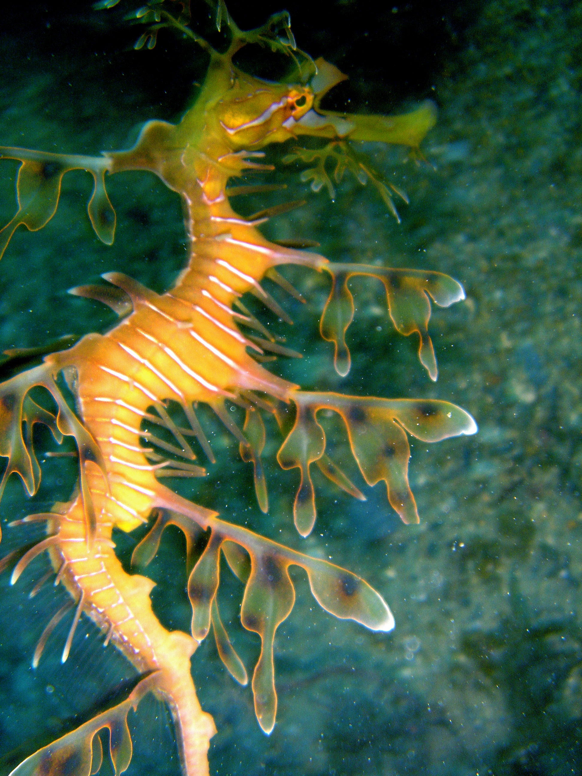 the leafy sea dragon