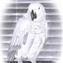 african grey