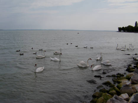 Swans in Balaton