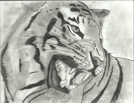 tiger sketch