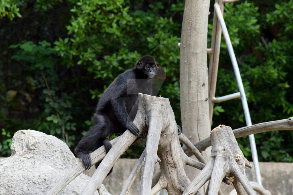 Black Monkey by Lokria on DeviantArt