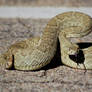 Mojave Rattlesnake