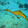 Sea Dragon