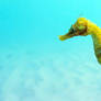 Black Sea Seahorse