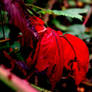 Red Leaves