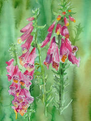 Digitalis Purpurea