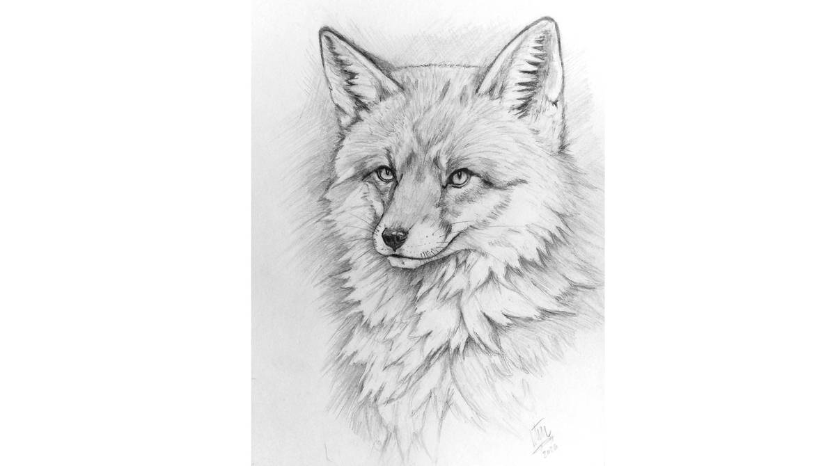 Graphitew Fox Fox Graphite Study by WDallgraphics on DeviantArt