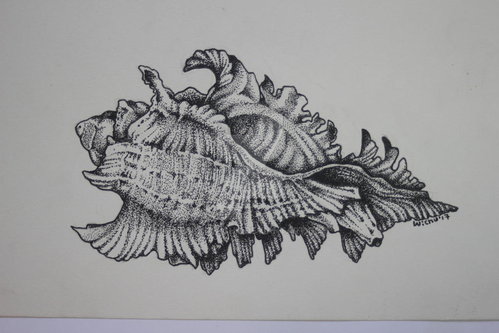 seashell in pointillism by WichuWichu on DeviantArt