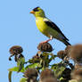 Male Goldfinch