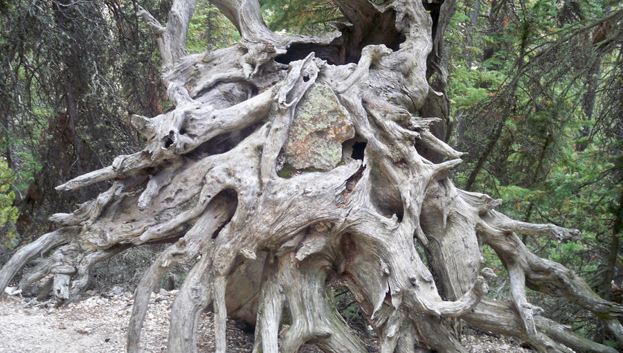 root face by zorod on DeviantArt