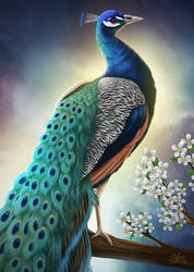 Peacock