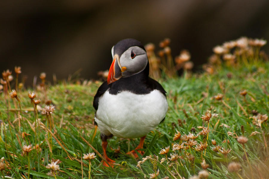 Puffin