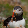 Puffin