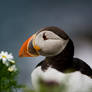 Sumburgh Puffin 2