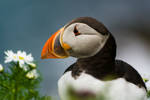 Sumburgh Puffin Reworked by Sagereid