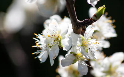 Spring Blossom