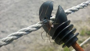 Stable Spider on an Electric Fence