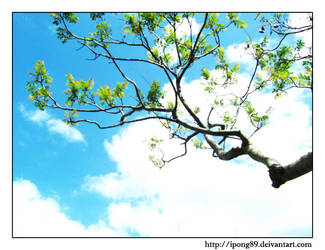Tree + Sky