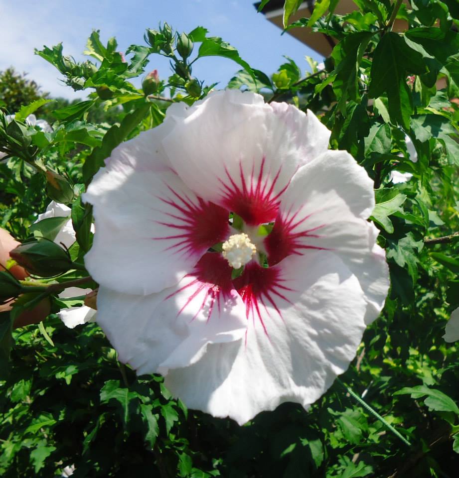 Hibiscus syriacus