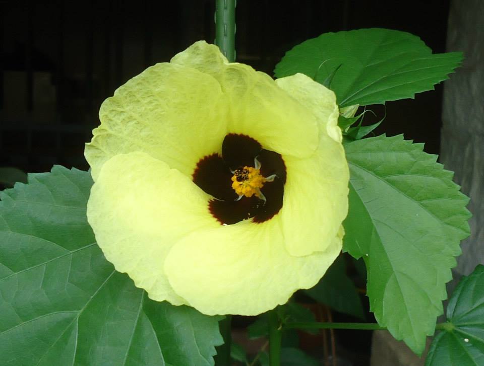 Hibiscus calyphyllus