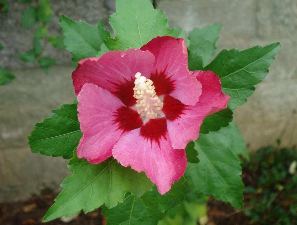 Hibiscus and malvaceae