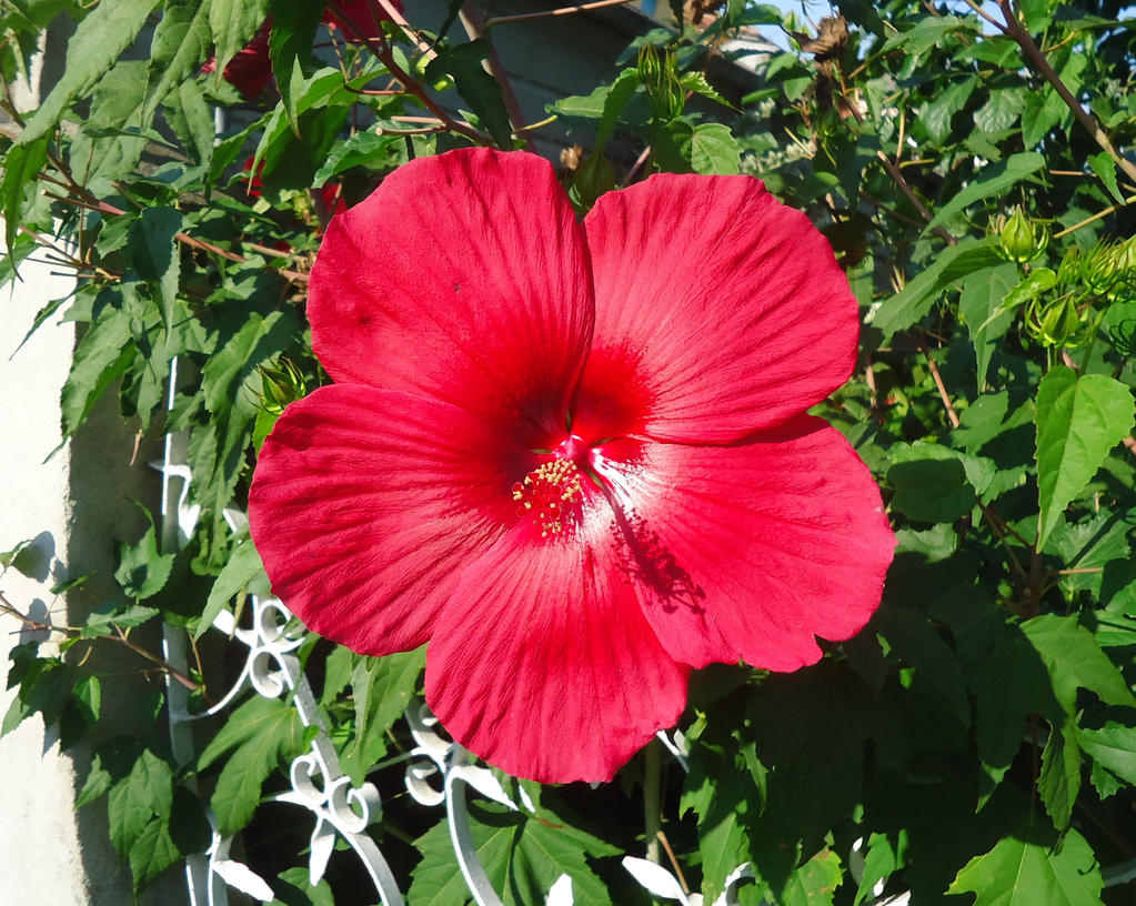 Hibiscus moscheutos