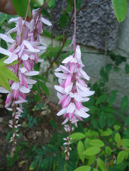 Indigofera