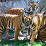 Tiger Group Photo