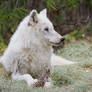 White Wolf revisited