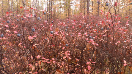 Blueberry Autumn...