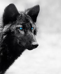 Black Wolf