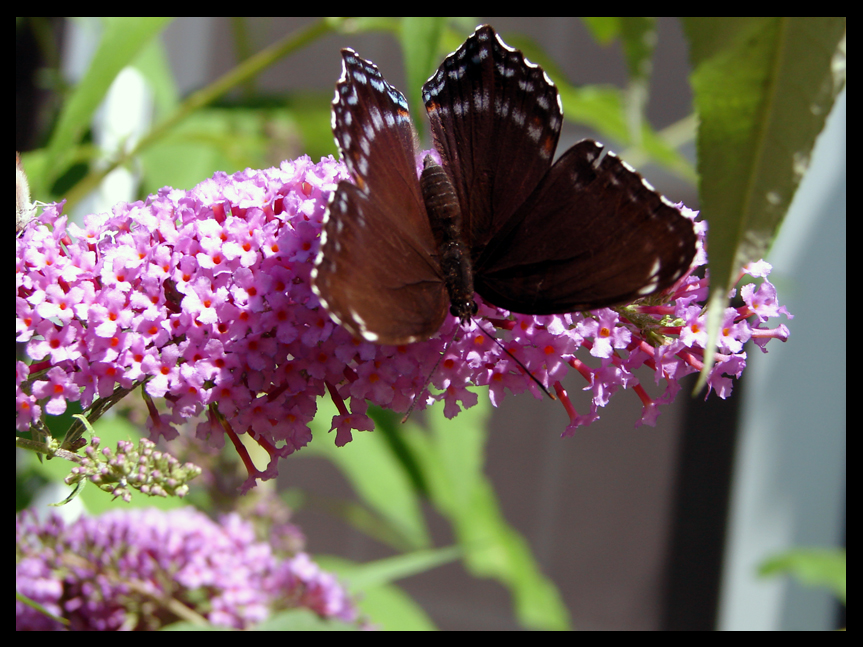 More Butterfly