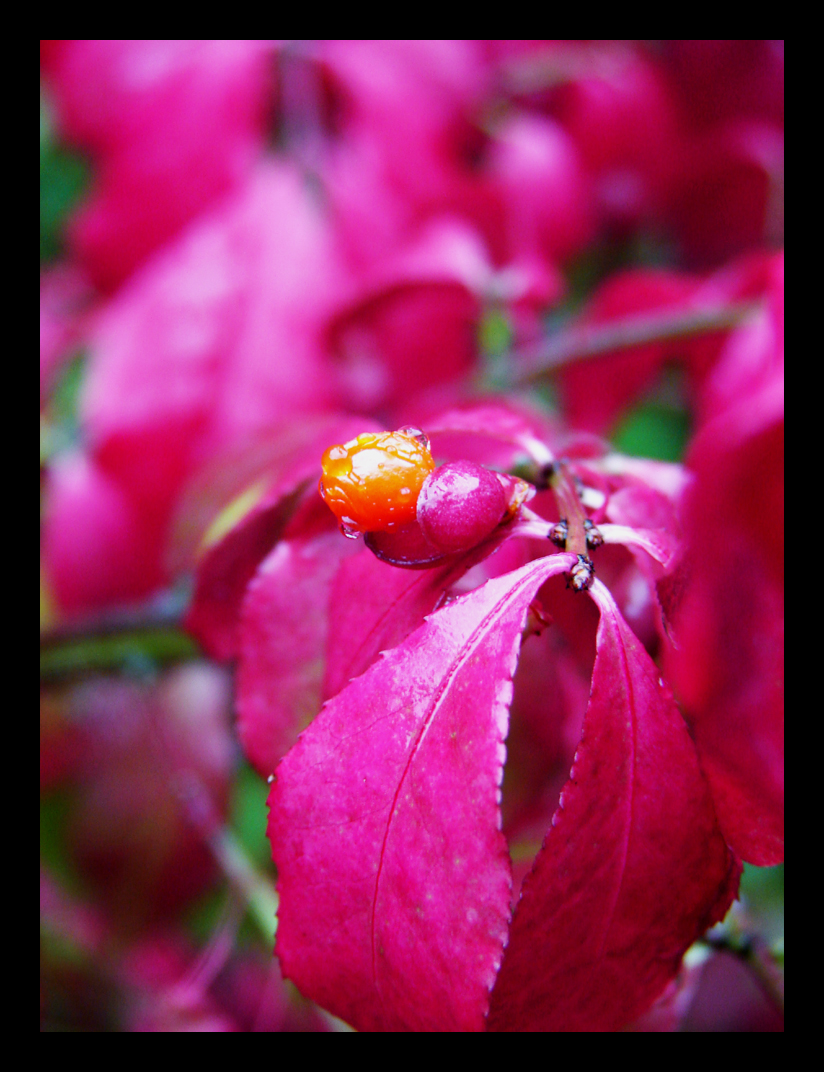 Burning Bush Berry