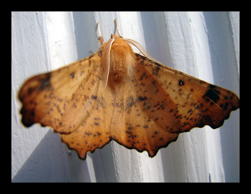 Random Moth The Random Moth by St0DaD on DeviantArt