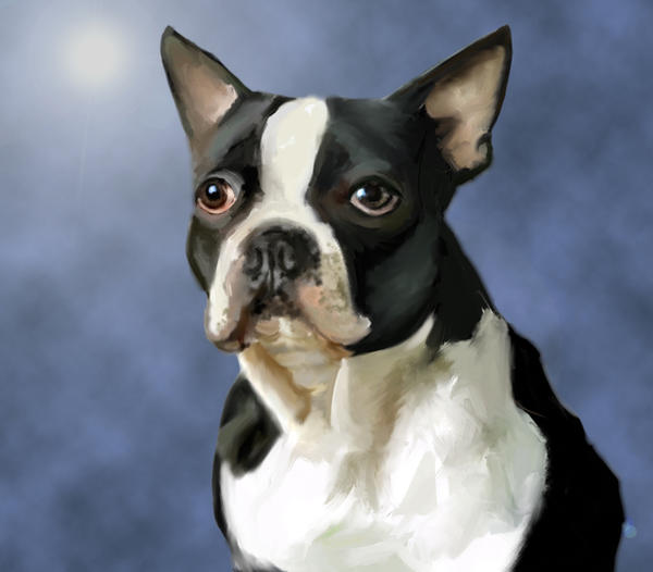 Pudge Boston Pudge - My Boston Terrier by NiteWolf-X on DeviantArt