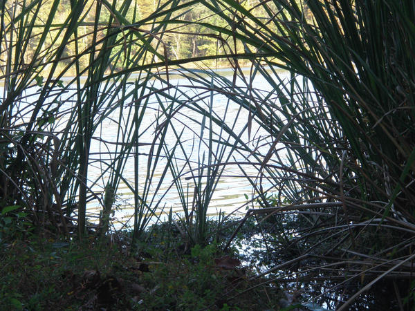 Reeds by Water by acaitlynw on DeviantArt