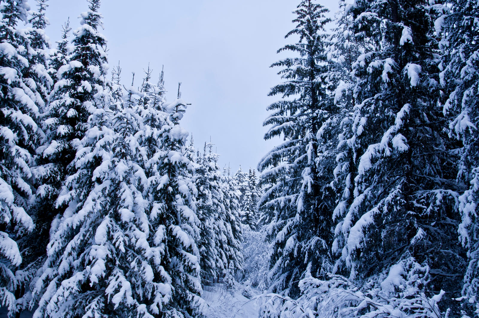 White Forest