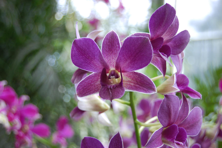 purple orchid