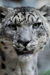 Snow Leopard by Elfedward