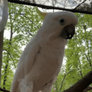 Cockatoo Dancing