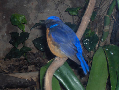 Blue Bird