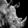 Rhinoceros2