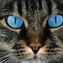 Blue Eyed Tabby Cat